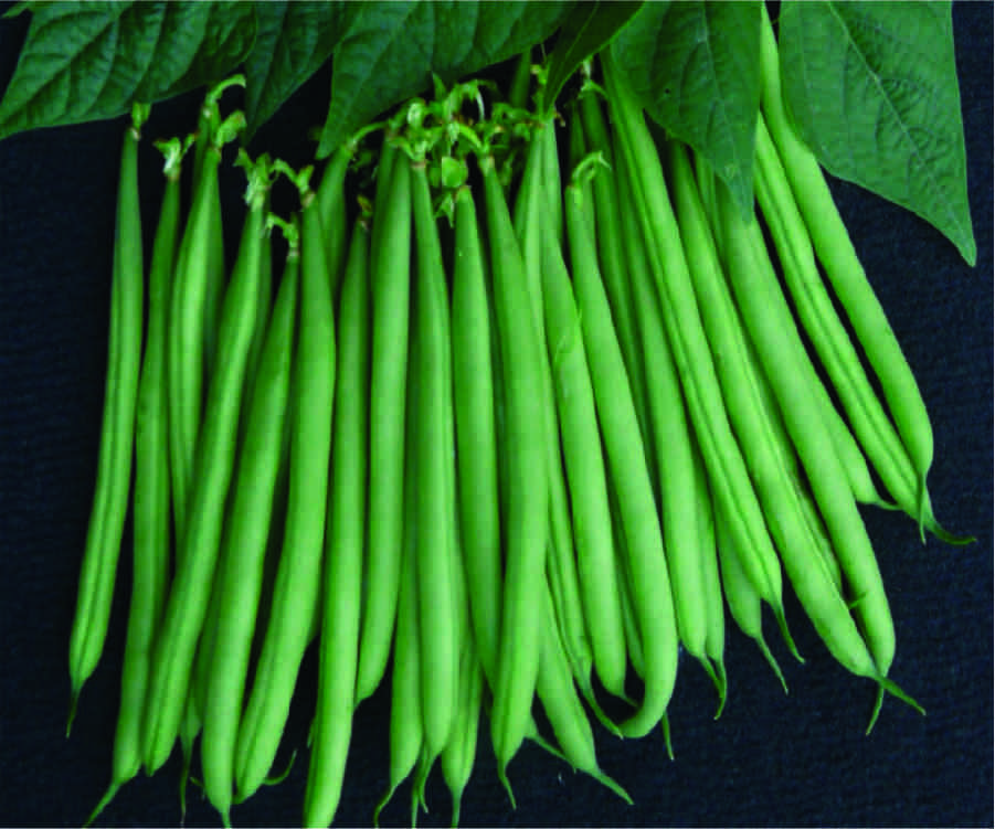 Sandhya (Yard Long Beans)